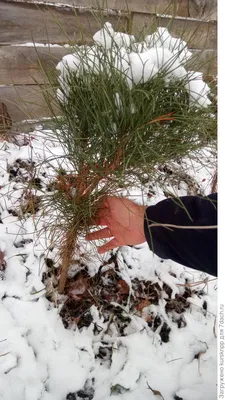 常见名- Pinus bungeana - KnowYourWeeds