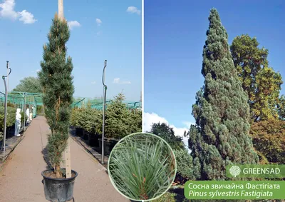 Сосна обыкновенная \"Фастигиата\" (Pinus sylvestris Fastigiata) - Хвойные  растения весна 2024 года - купить туи, сосны, ели.