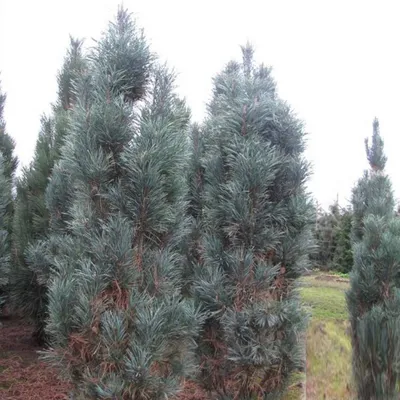 Сосна обыкновенная Фастигиата (Pinus sylvestris Fastigiata) С5 | Питомник  растений Сосны
