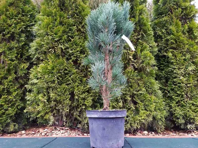 Сосна Pinus sylvestris Fastigiata C45 250-300