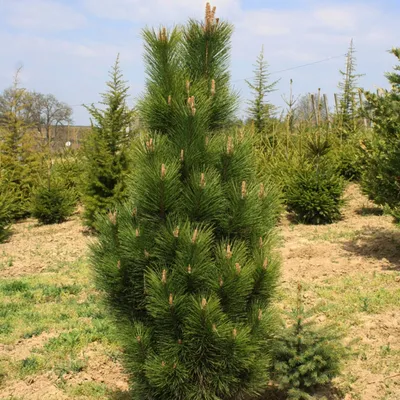 Сосна обыкновенная Фастигиата (Pinus sylvestris Fastigiata) С3  (ID#125905855), цена: 100 руб., купить на Deal.by
