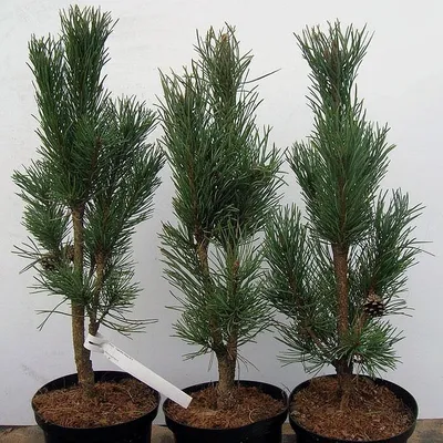 Сосна обыкновенная Глаука Фастигиата (Pinus sylvestris Glauca Fastigiata) -  «Колоновидная сосна да ещё и голубая» | отзывы