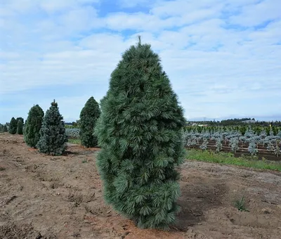 Сосна обыкновенная Фастигиата (Pinus abies Fastigiata) C15 | Питомник  растений Сосны