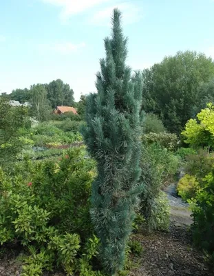Сосна обыкновенная Fastigiata (Фастигиата) - Зеленый сад