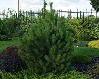 Сосна горная Гном (Pinus mugo Gnom) D10; 50-60cm. XXL – Ваш сад