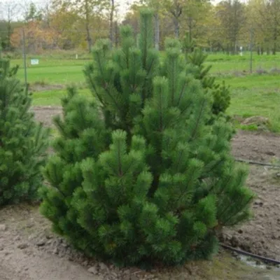 Купить Сосна горная Гном Pinus mugo Gnom - в питомнике Флорини