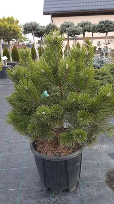 Сосна горная Гном Pinus mugo Gnom 5л (Н) — цена в LETTO