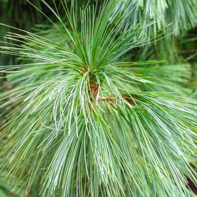 Сосна гималайская/Гриффита. (Pinus wallichiana/Griffithii) С2 купить в  интернет-магазине ЦВІТСАД с доставкой по Украине