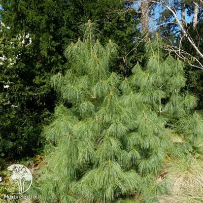 Сосна Гриффита, Pinus wallichiana (ID#82010214), купить на Deal.by