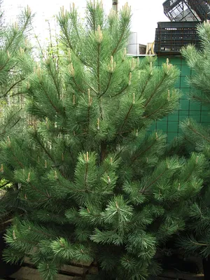 Сосна гималайская Гриффита Pinus walichiana griffithii (ID#939090846),  цена: 450 ₴, купить на Prom.ua