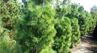 Сосна гималайская Гриффита (Pinus wallichiana Griffithii) С2  (ID#151921992), цена: 30 руб., купить на Deal.by