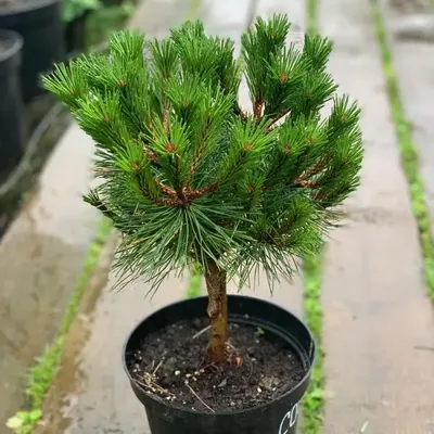 Сосна Черная (Pinus nigra) купить по цене 1.050,00 руб.. в Москве в садовом  центре