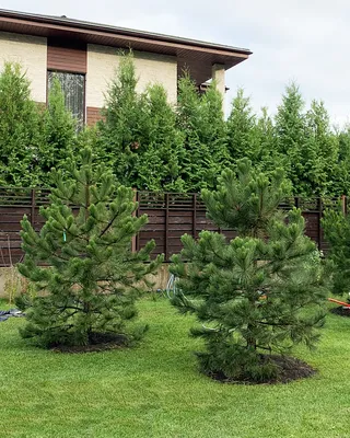 Сосна черная австрийская 80-100 см (Pinus nigra var. austriaca) С5 | XSV.BY
