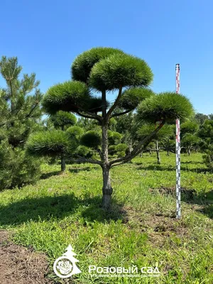 Сосна черная Pinus Nigra купить в Москве по выгодной цене саженцы