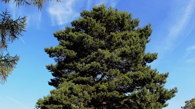 Сосна черная Грин Тауэр Pinus nigra Green Tower | Питомник Тайга