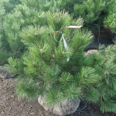 Pinus nigra 'Rondello ', Сосна черная' Ронделло'|landshaft.info