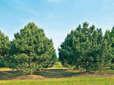 Сосна черная (Австрийская) (Pinus Nigra) - Питомник и Садовый центр Русские  Деревья