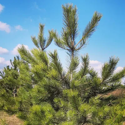 Купить Сосна черная Pinus nigra - в питомнике Флорини