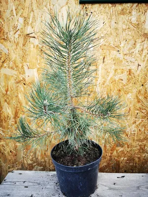 Сосна черная Нана (Pinus nigra Nana) С5 — Питомник Летний сад