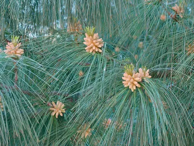 Сосна Крымская (Pinus nigra) - купить декоративные и хвойные растения с  доставкой по Украине в магазине Добродар