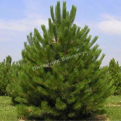 Pinus nigra, Сосна черная европейская|landshaft.info