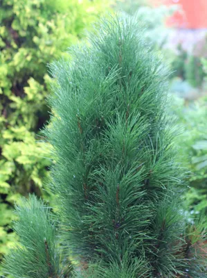 Сосна черная Грин Тауэр Pinus nigra Green Tower | Питомник Тайга
