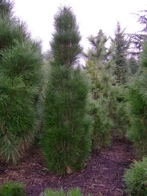Продажа Сосна чёрная Грин Тауэр - Pinus nigra Green Tower. Купить в СПб.  Описание. Фото. Цена