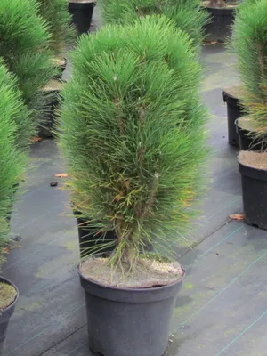 Сосна черная Грин Тауэр (Pinus nigra Green Tower) (ID#652045960), цена:  3200 ₴, купить на Prom.ua