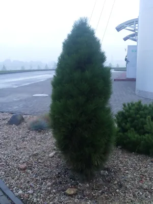 Купити Сосна чорна Грін тауер (Pinus nigra Green tower) - 140-160 см  695266984825 в інтернет магазині Greenspot
