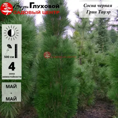 Сосна черная Грин Тауэр / С20 / h 60-70 / Pinus nigra Green Tower  (ID#1475561023), цена: 2850 ₴, купить на Prom.ua