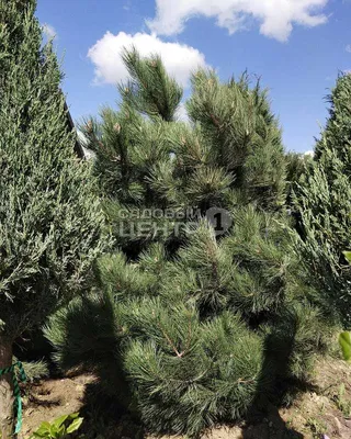 Сосна чорна (Pinus nigra) \"Green Tower\"/H 140-150 см/контейнер