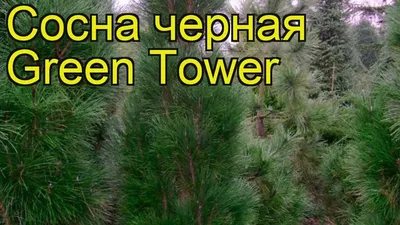 Pinus mugo — Сосна черная «Грин Тауэр» — Gazony.kh.ua