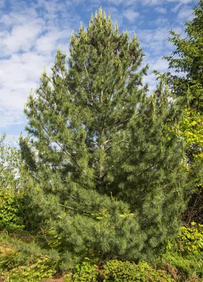 Сосна Румелийская (Pinus peuce) 20 л, 140-160 см, цена в Санкт-Петербурге  от компании Вилла-планта (садовый центр и питомник растений, ландшафтное  бюро)