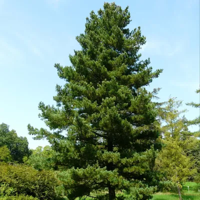 Сосна румелийская. pinus peuce. Balkan pine. | ПИТОМНИК ЭКЗОТИЧЕСКИХ  ДЕРЕВЬЕВ