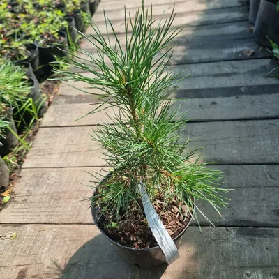 Семена Сосна румелийская (Pinus peuce), 10 штук — купить в  интернет-магазине по низкой цене на Яндекс Маркете