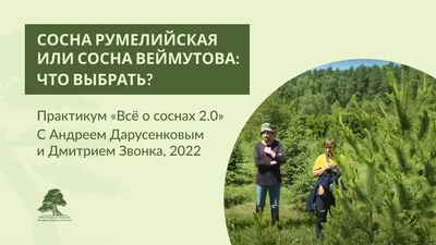 Купить Сосна румелийская (Pinus peuce) от 3 999 руб. в интернет-магазине  Архиленд с доставкой почтой по Москве и в регионы