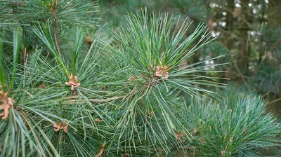 Сосна румелийская (Pinus peuce) купить в Киеве, цена — Greensad