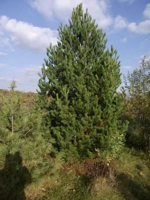 Сосна румелийская — Реконструкция лесного сада