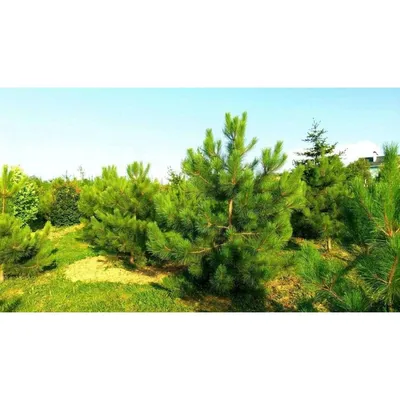 Сосна румелийская или македонская (Pinus peuce)