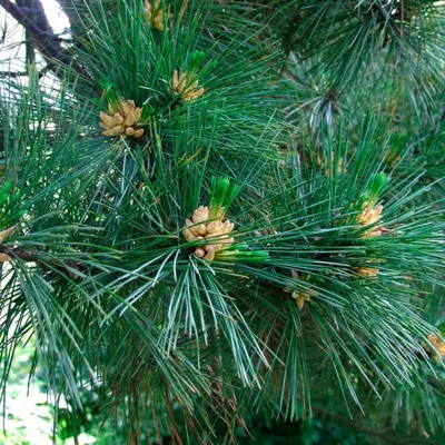 Сосна румелийская \"Pinus\" купить по цене от 21000 рублей в Москве и Мытищах
