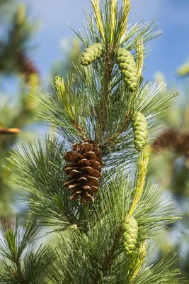 Сосна румелийская (Pinus peuce) / Статьи / Древесные породы мира