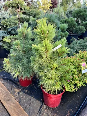 Сосна Шверина Витхорст (Pinus schwerinii Wiethorst) недорого - Зелёная  Гавань