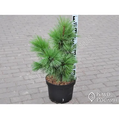 Сосна Шверина Витхорст. (Pinus schwerinii Wiethorst) С7,5 купить в  интернет-магазине ЦВІТСАД с доставкой по Украине