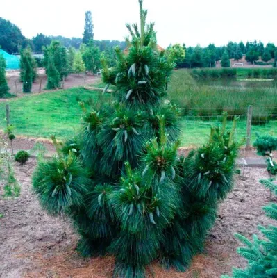 Сосна шверина Витхорст \"Pinus schwerinii Wiethorst\" | САД ПОЛТАВИ