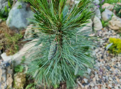 Сосна Шверина Витхорст 90/100 Pinus schwerinii Wiethorst 25л (Н) — цена в  LETTO