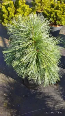 Сосна Шверина Витхорст Pinus schwerinii Wiethorst 5л (Н) — цена в LETTO