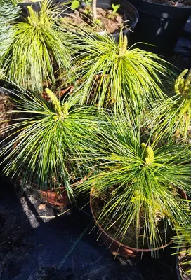 Сосна Шверина 'Ваеторст' (Pinus schwerinii 'Wiethorst') (id 53973153),  купить в Казахстане, цена на Satu.kz