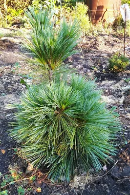 Сосна Шверина Витхорст (Pinus schwerinii Wiethorst) Краткое описание сорта.  - YouTube | Сосна, Растения, Бюджет