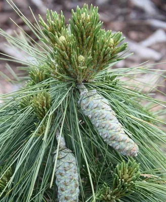 Сосна Шверина Витхорст 90/100 Pinus schwerinii Wiethorst 25л (Н) — цена в  LETTO