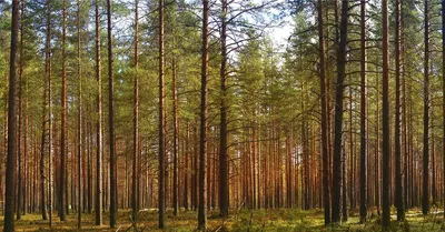 File:Сосновый лес (Шишкин).jpg - Wikimedia Commons